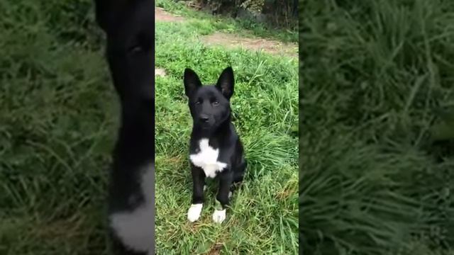 КАПА, щенок русско-европейской лайки. смотреть онлайн