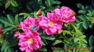 Роза морщинистая Рубра (rosa rugosa rubra) ? роза Рубра обзор: как сажать саженцы розы Рубра