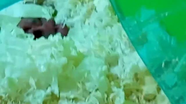 Хомячата родились!!!