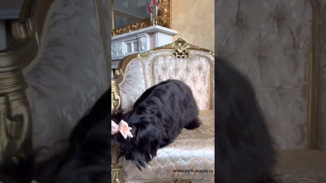 Чёрный йоркширский терьер девочка. Цветной Йорк