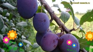 Слива Исполинская. Краткий обзор, описание характеристик, где купить саженцы prunus sp. Ispolinskay