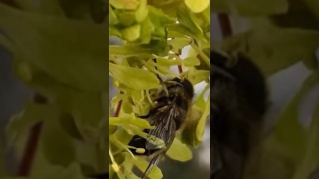 Когда цветёт клён остролистный #пчеловодство #bee #shorts