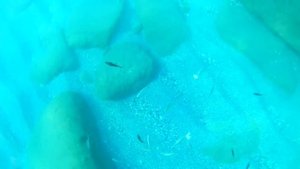 Поведение рыбы под водой. Средиземное море.