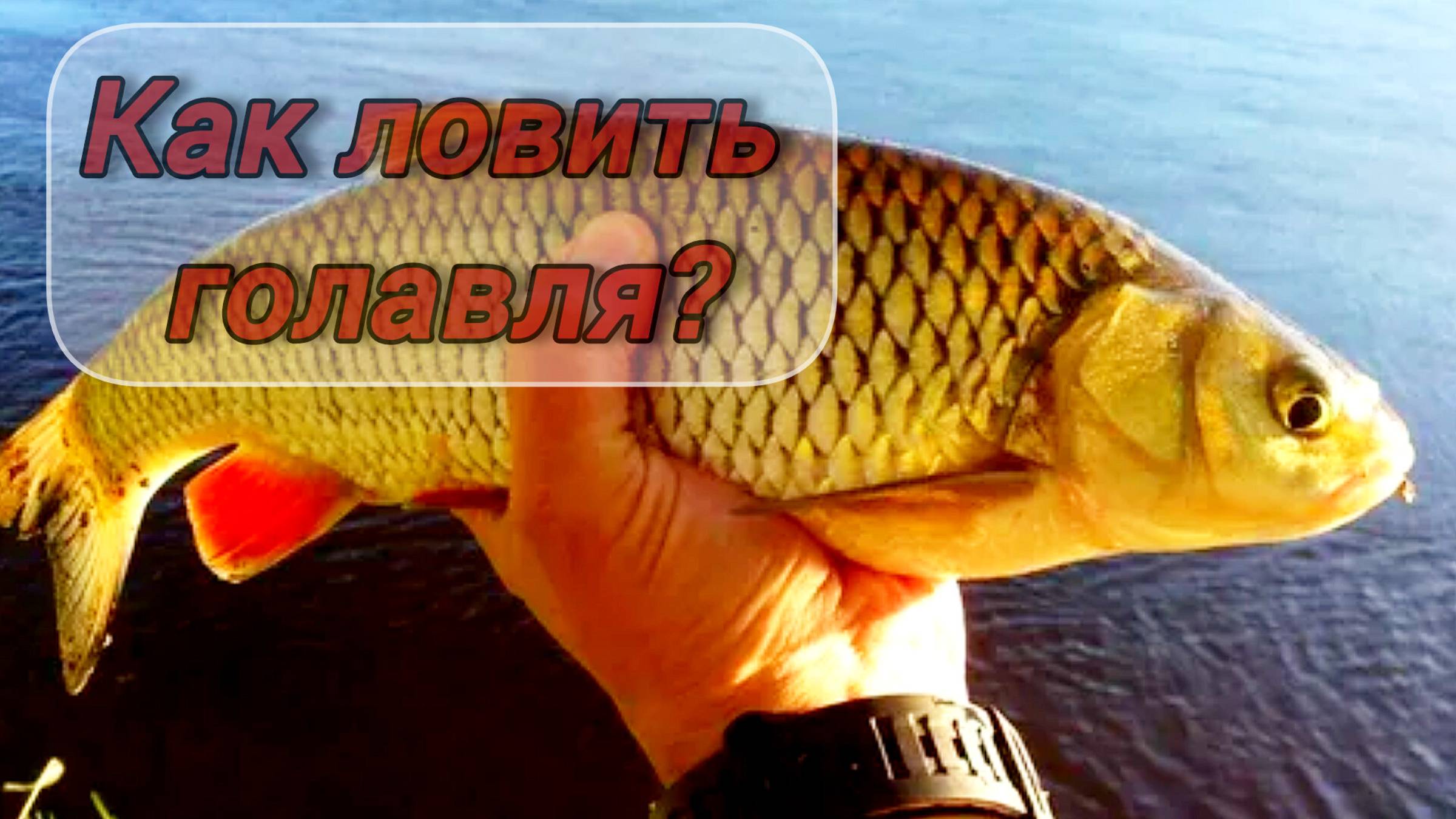 КАК ЛОВИТЬ ГОЛАВЛЯ? МЕСТА для ЛОВЛИ КРУПНОГО ГОЛАВЛЯ. НАЖИВКИ для РЫБАЛКИ на ГОЛАВЛЯ на РЕКЕ