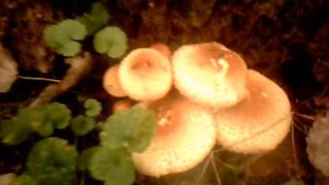 Грибы Чешуйчатки в лесу. Как приготовить Чешуйчатки.