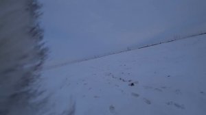 Охота на зайца 2019-2020 № 66 тропим по свежему снегу с МР-27 двухстволкой.