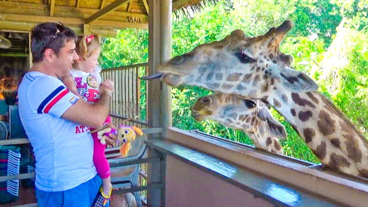 ВЛОГ Кормим ЖИРАФОВ в СУПЕР Сафари Парке - Детское видео смотреть онлайн