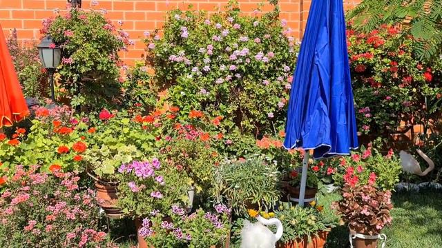 Cómo proteger las plantas de las horas de sol que más calienta🌹 para que nunca le falten flores💐 смотреть онлайн