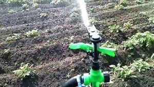 Полив картофеля спринклерами