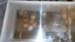 Итоги совместной инкубации куриных и утиных яиц