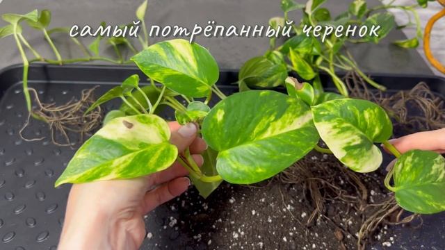 Опора для вьющихся растений из натурального дерева своими руками смотреть онлайн