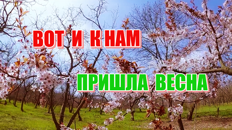 Вот и к нам пришла весна