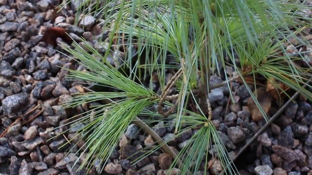 Ель ситхинская Миджат .Сосна Карстенс винтерголд, Офир ,Негиша Ель Дейзи Уайт, смотреть онлайн