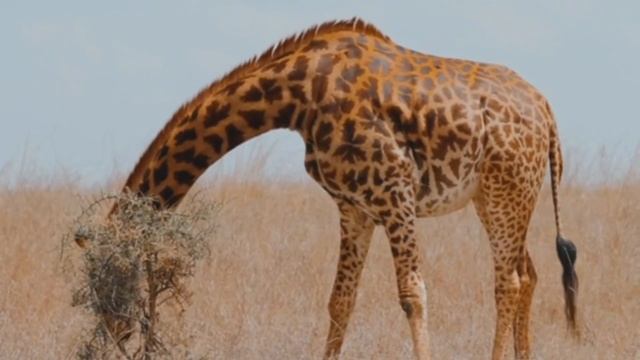 Учим Дикие Животных на английском Тигр Леопард Бегемот Обезьяна Развивающие Мультики для детей смотреть онлайн