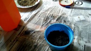 Шелковица morus - размножение семенами - стратификация и посадка