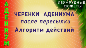 Адениум. Черенки Адениума После Пересылки. Как Правильно укоренять.