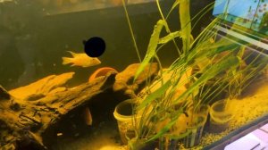 Геофагус. Аквариумная рыбка геофагус.