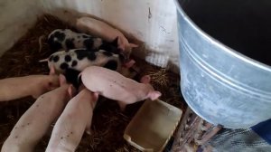 Разводят свиней, кормим комбикорм после отлучени / Комбикорм для свиней