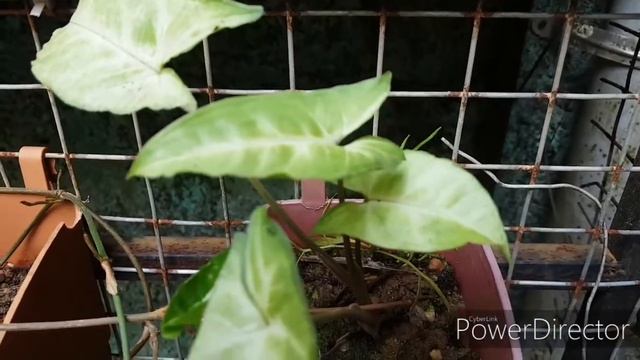 My syngonium plant varieties Arrowhead plant/singonium plant collections смотреть онлайн