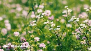 Невестка продала половину квартиры свекрови - кавказцам, а приехав позлорадствовать - обомлела...