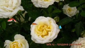 Роза канадская парковая Ж.П.Коннел (j.p.connell) ? обзор: как сажать, саженцы розы Ж.П.Коннел