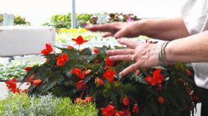 Begonia Orange Lantern - New for 2023