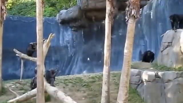 Драка в зоопарке. Monkey in zoo. смотреть онлайн
