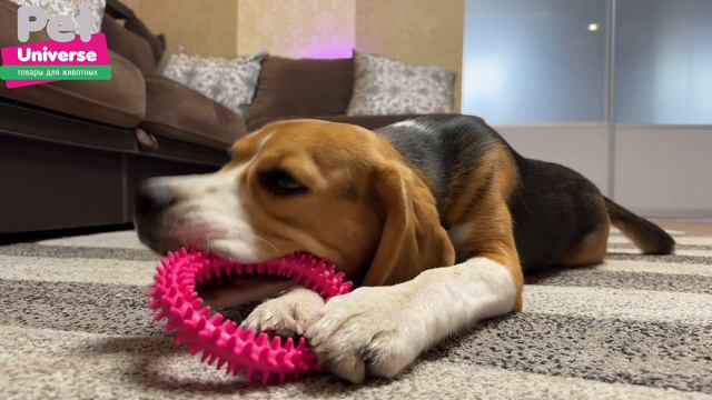 PU3064PK Игрушка для собак Pet Universe колечко с шипами диаметр 12,5 см смотреть онлайн