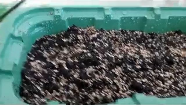 Выращивание розмарина смотреть онлайн