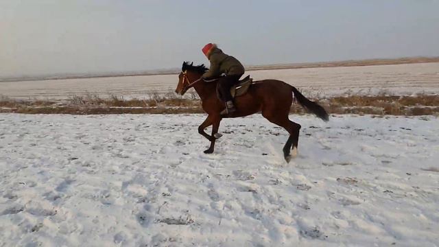 Иноходец по кличке Генерал 2019 года рождения Отец: FROM THE VAULT Мать: ГЕРЦОГИНЯ смотреть онлайн