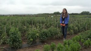 Агротекс 17: применение агроволокна для  томатов