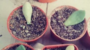 Easiest way to succulents propagation.