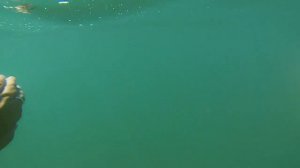 День первый. Ныряю в море с Маской.