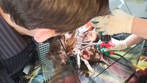 В гостях у Сергея Куницына. Переделка черепашатника под флорариум с хищными растениями. На пене.