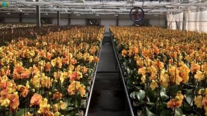 Выращивание орхидей. Бизнес идея