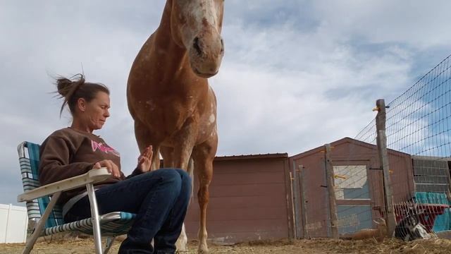 Horse Snuggles - I love my Horse смотреть онлайн