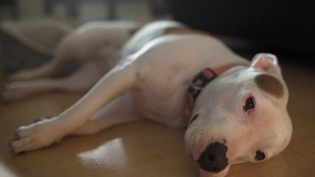 Парень оставил девушку наедине с питбулем. Вернувшись домой он разрыдался! смотреть онлайн