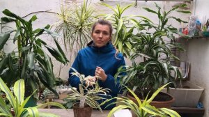 ВЯНУТ ЛИСТЬЯ У ДРАЦЕНЫ ? ЧТО ДЕЛАТЬ?