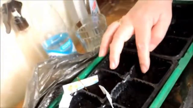 Посев цикламенов. смотреть онлайн