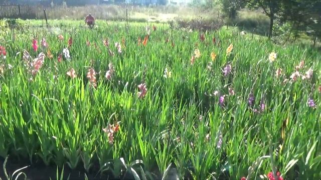 ГЛАДИОЛУСЫ - ЦВЕТЕНИЕ ГИБРИДНЫХ СЕЯНЦЕВ (26.08.18г) смотреть онлайн