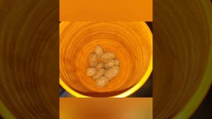 БЫЛО-СТАЛО: #орхидея  #зигопеталум  Blue Angel