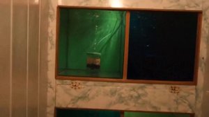 Сколько аквариумов можно разместить в обычной квартире