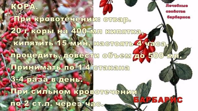 Барбарис – полезное украшение сада. Лечебные свойства барбариса