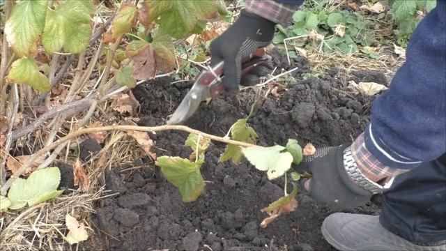 Как вырастить шикарные саженцы смородины самому?
