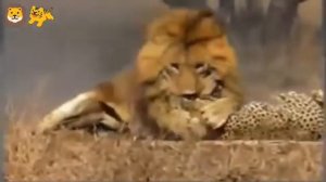 Бои больших 🦁кошек. Тигры,Львы,Ягуар и др.