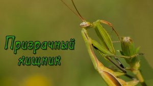 Призрачный хищник. Фауна Беларуси / Микропланета