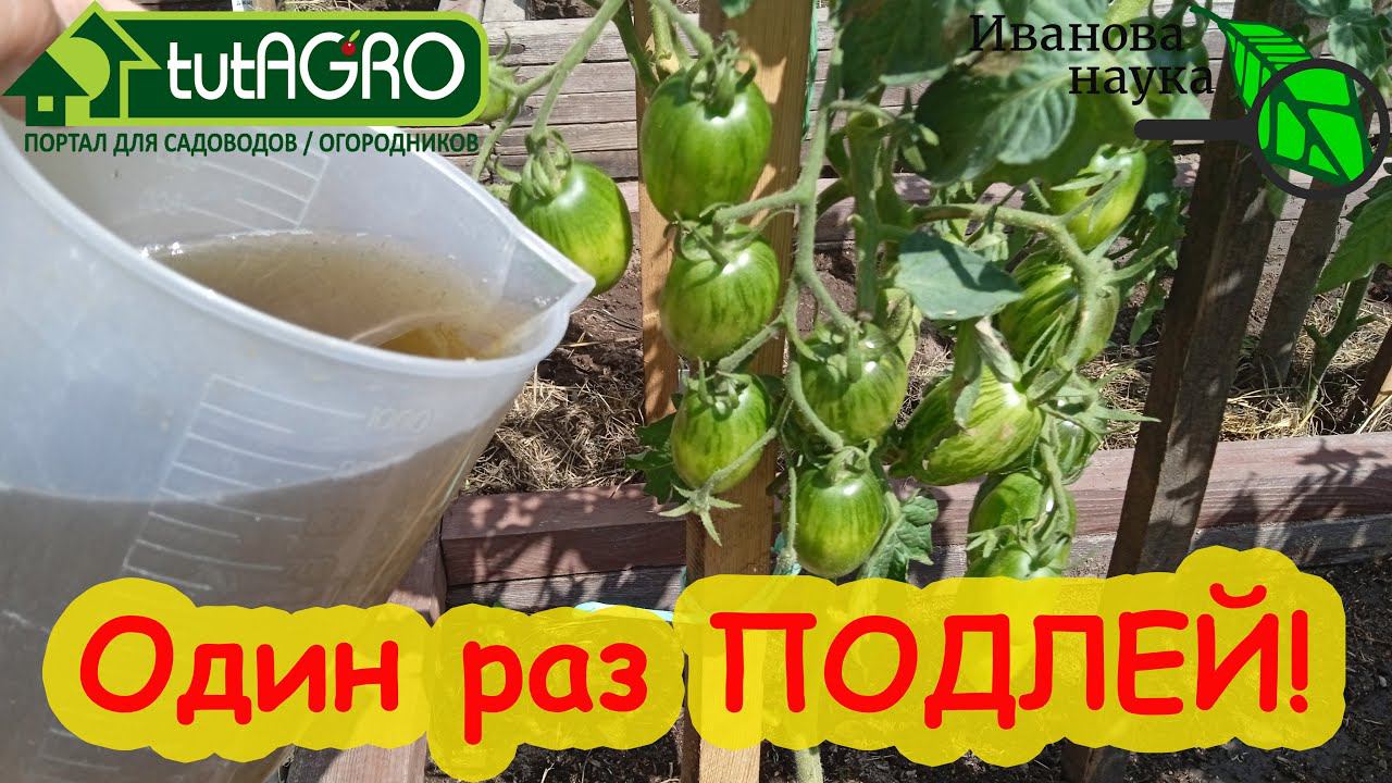 УРОЖАЙ СРАЗУ В 10 РАЗ БОЛЬШЕ! Для томатов, огурцов, перцев, капусты и кабачков и всех растений.