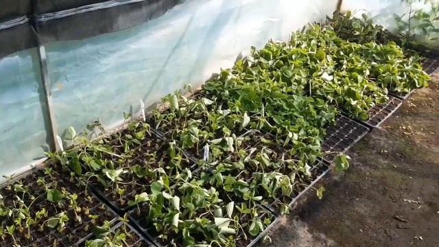Саженцы клубники. Мой способ выращивания. смотреть онлайн