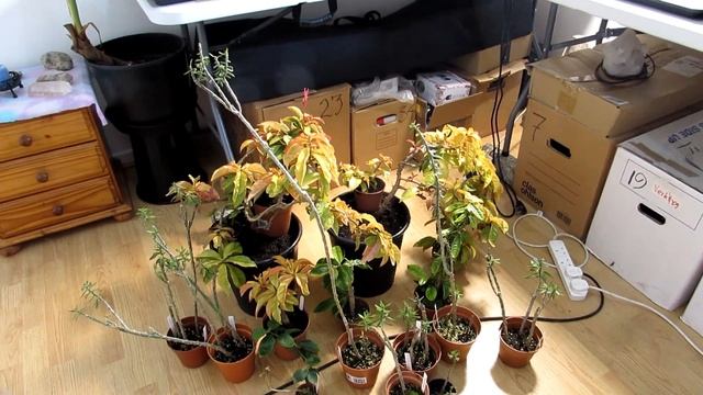 Overwintering Vlog 1 | Tropical Cactus Plants | Pereskiopsis & Pereskia Cactus смотреть онлайн