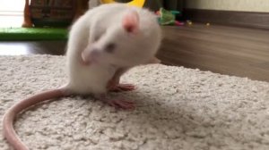 КРЫСЫ ??? НАШИ ЛЮБИМЫЕ домашние ПИТОМЦЫ . Декоративные крысы ДАМБО .Decorative rats DAMBO